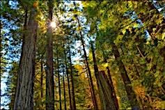 Tour New Haven- trees 1.2