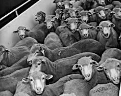 Tour New Haven- stockyards of Kaufman and Company 2.6