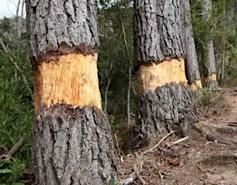 Historic New Haven First 100 Year picture of trees cut down from "Gundy's Deadening"